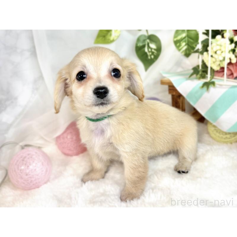 成約済の滋賀県のチワックス:チワワ×ミニチュアダックスフンド-408992の2枚目